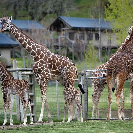 Safari West Hotel Mark West Springs Exterior foto